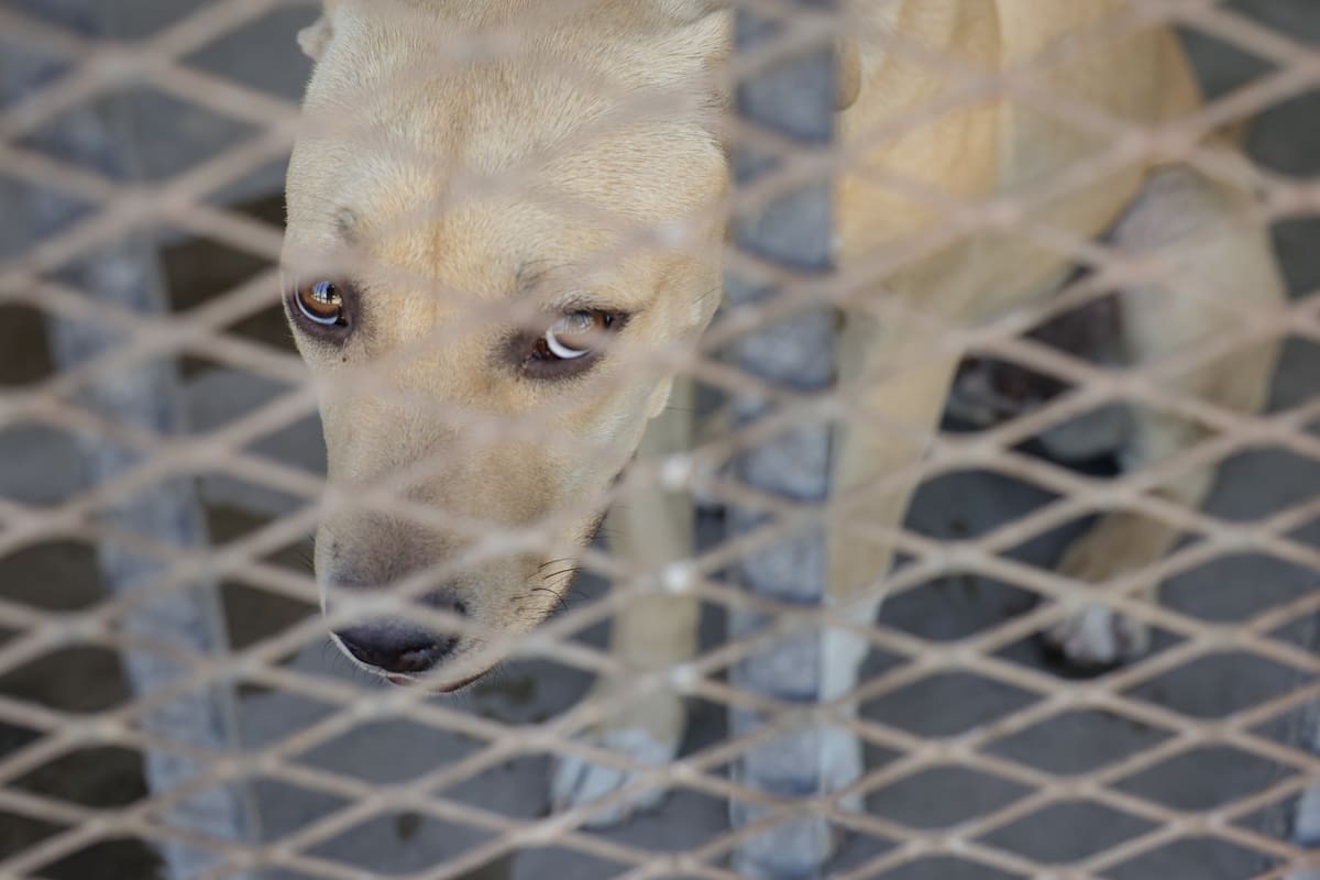 Buscan construir refugio con sombra para perros rescatados del calor extremo en SLRC