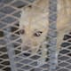 Buscan construir refugio con sombra para perros rescatados del calor extremo en SLRC