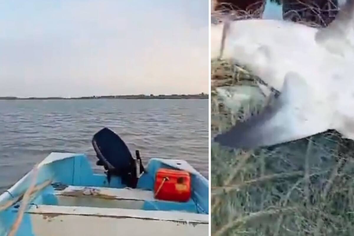 Video: Capturan pescadores de Yavaros tiburón “Toro”