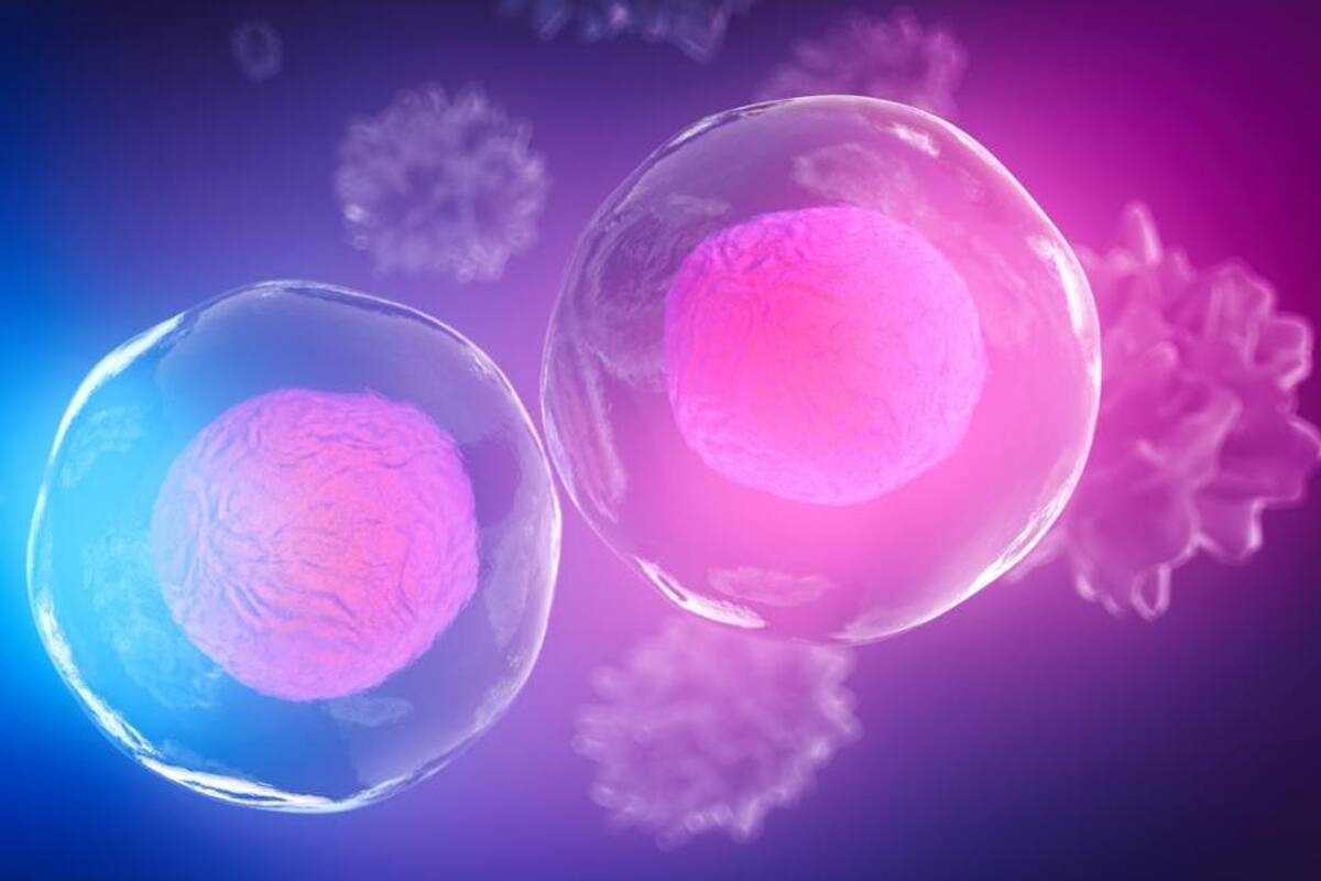 ¿Por qué dicen que el cuerpo humano se regenera cada 7 años?