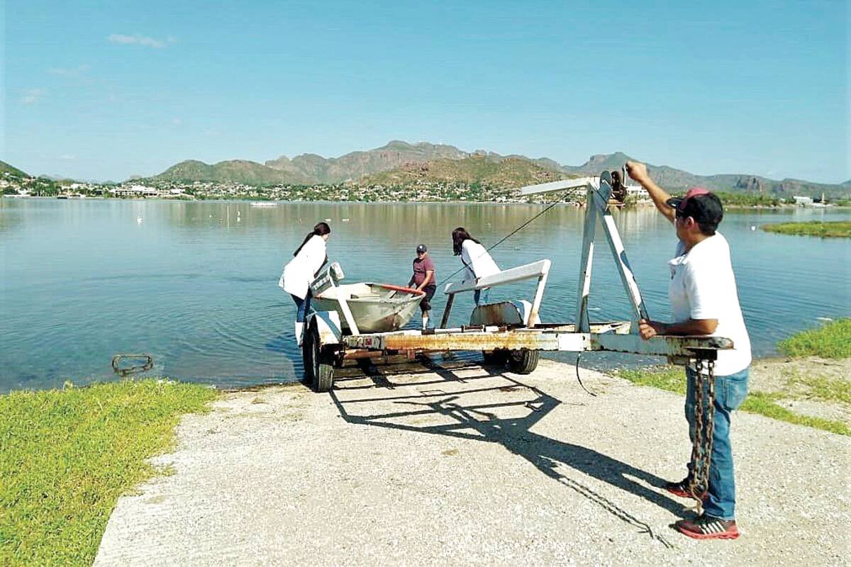 Siembran ostión japonés en bahía de Guaymas