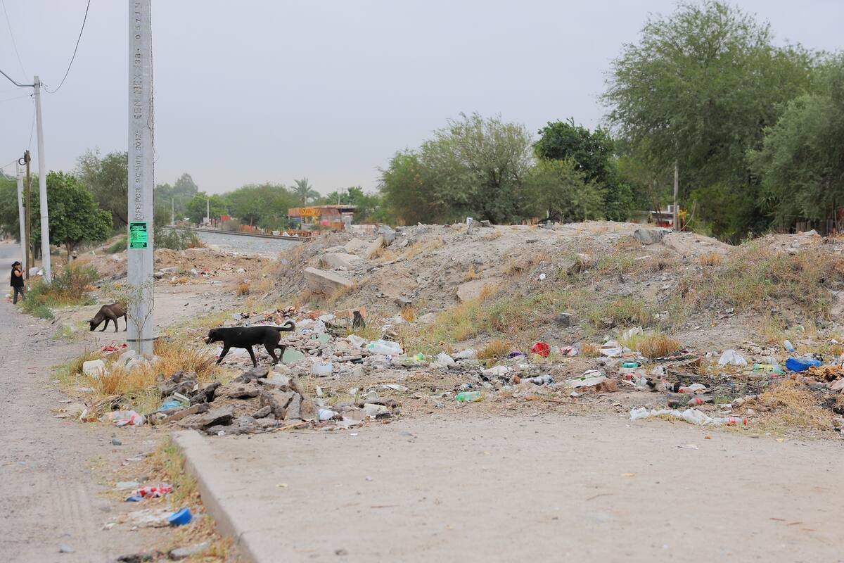 Animales muertos en la vía pública son riesgo sanitario, ¿Qué enfermedades pueden generar?