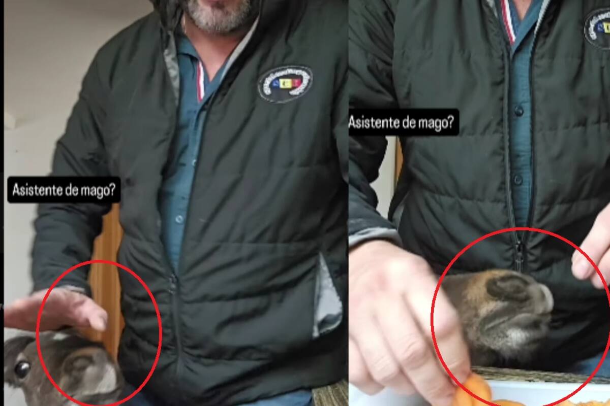 “Ahí viene mi asistente”: Hombre hace trucos de magia con su pony y desata risas en internet