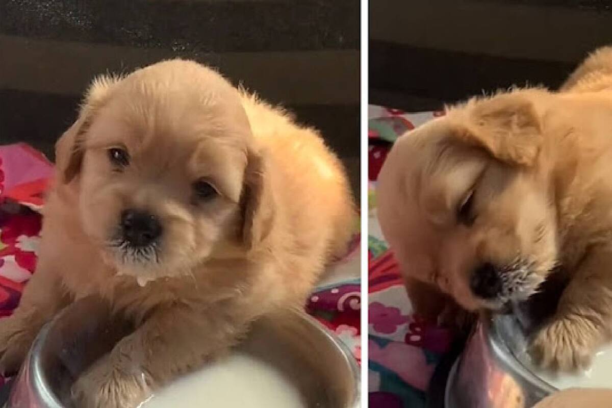 VIDEO: Cachorrito se hace viral al resistirse a dormir porque está comiendo