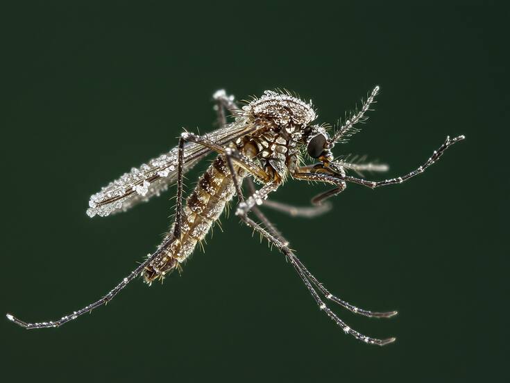 43 casos confirmados de dengue y tres de chikungunya en BC durante 2025