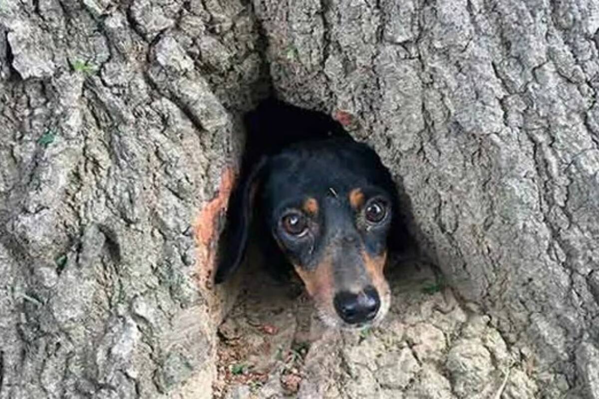 VIDEO: Perro queda atrapado en un árbol y es salvado por un héroe con sierra eléctrica