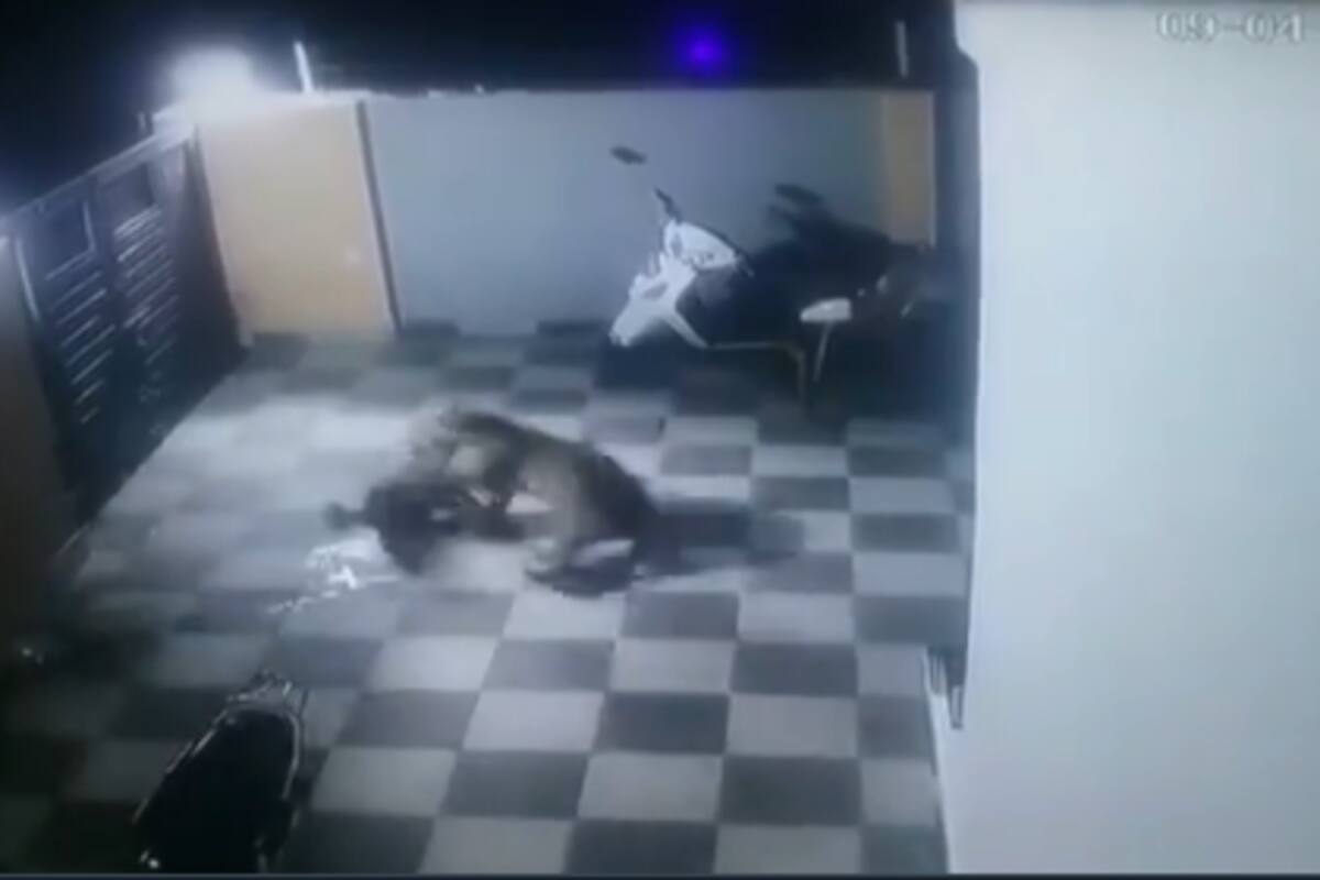 Leopardo salta barda y ataca a perro