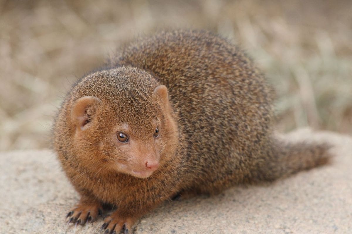 Mangosta ataca a serpiente