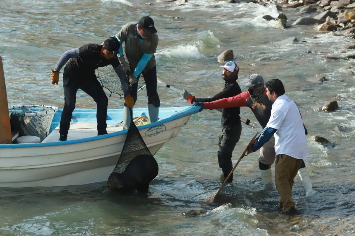 Rescatan en la isla San Jorge a 13 lobos marinos