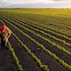 Sonora, potencia agroexportadora