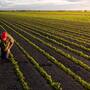 Sonora, potencia agroexportadora