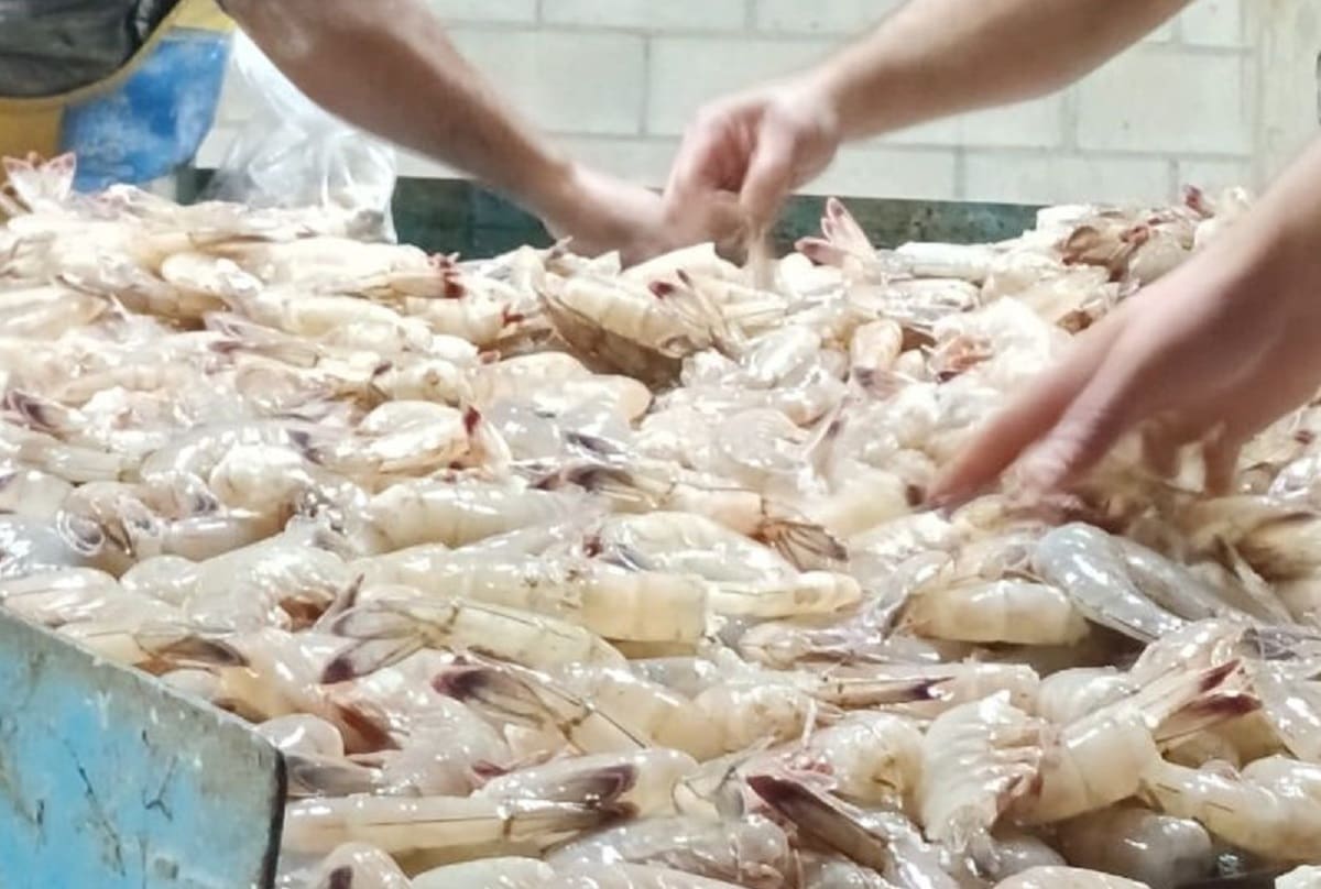 La veda de camarón permite la reproducción natural y por lo tanto la sostenibilidad de esta especie marina. Foto: Cortesía