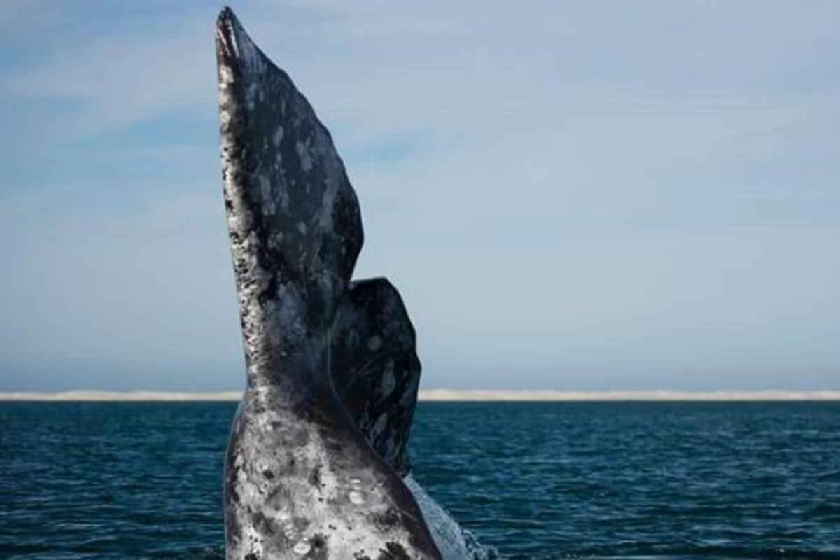 Estos son los principales lugares para apreciar la ballena gris