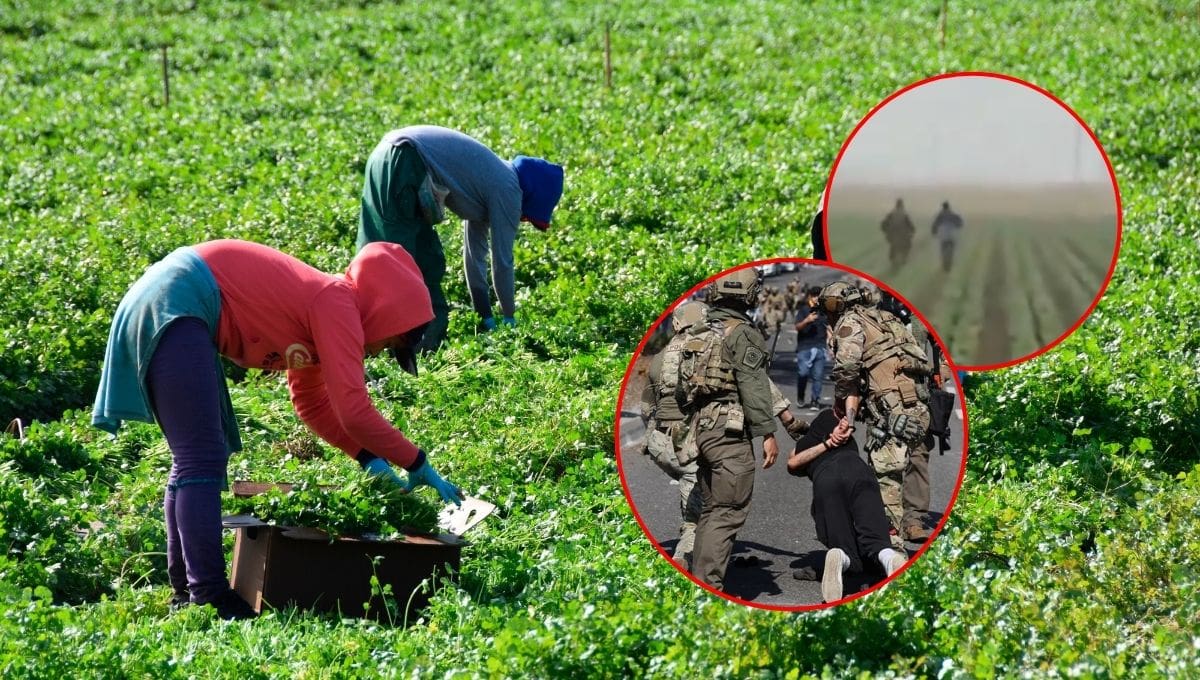 ICE y CBP realizaron redadas en campos agrícolas de California, persiguiendo a campesinos entre cultivos sin órdenes de arresto.