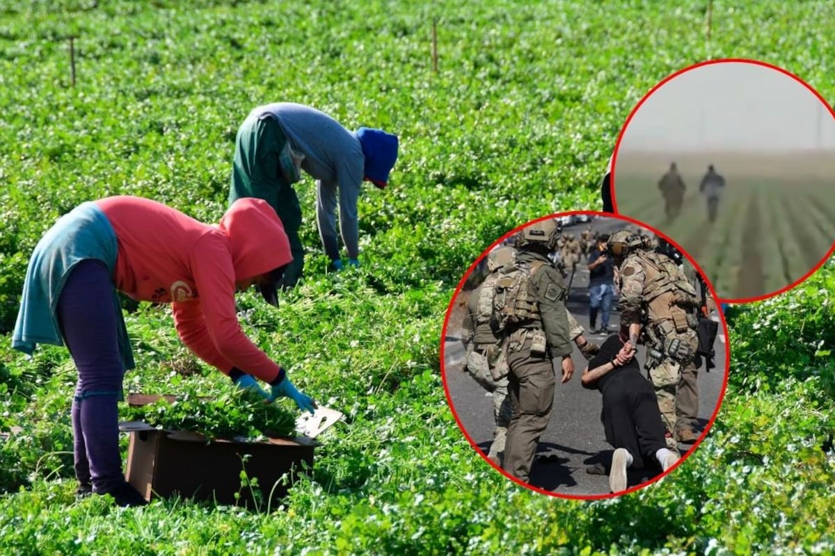 ICE y CBP persiguen a campesinos entre cultivos sin órdenes de arresto en California, desatando indignación y denuncias por abusos contra trabajadores agrícolas