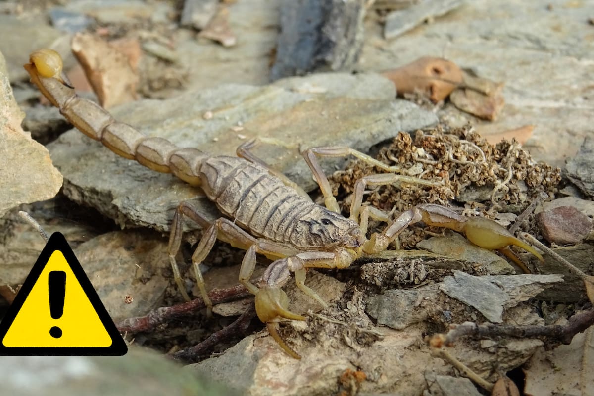 Acumulación de mesabancos inservibles, basura y ramas en escuelas puede generar el hábitat ideal para insectos venenosos, alerta experto