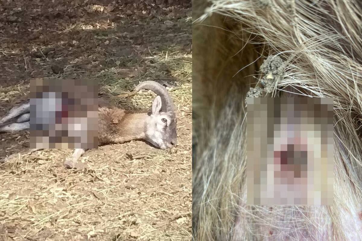 Colima: Balacera en zoológico deja muertos a un ciervo rojo y un borrego mouflón
