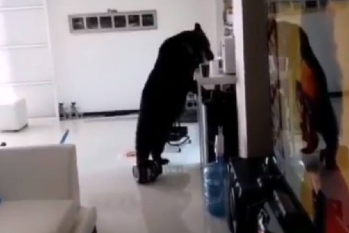Captan a oso en una casa jugando con un peluche y tomando café