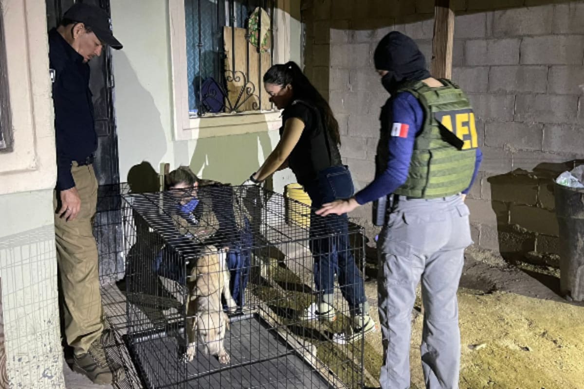 Rescatan a perritos abandonados en una casa; encontraron los restos de dos perritos más