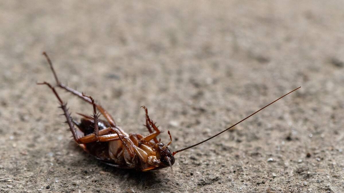 Cómo eliminar un nido de cucarachas de forma rápida y efectiva | Foto: Especial