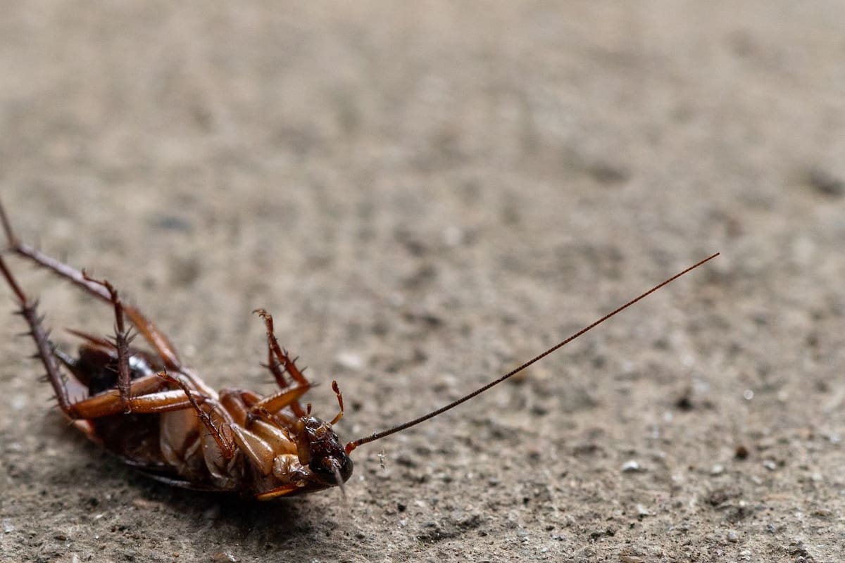 Por matar una cucaracha mujer utiliza lanzallamas improvisado y deja como saldo una persona fallecida y otras ocho heridas en Corea