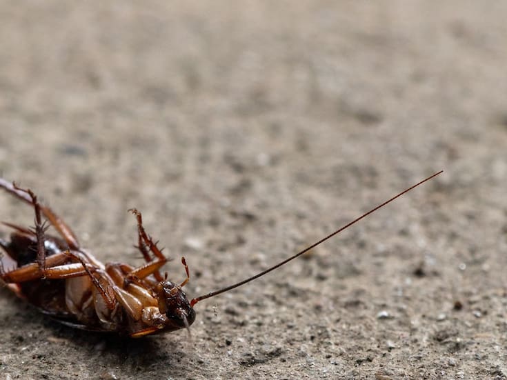 Por matar una cucaracha mujer utiliza lanzallamas improvisado y deja como saldo una persona fallecida y otras ocho heridas en Corea