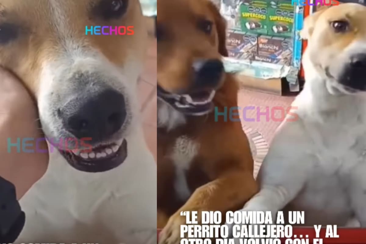 “Ojalá su negocio sea el más próspero”: tendera alimenta a un perro callejero y al día siguiente regresa con un amigo