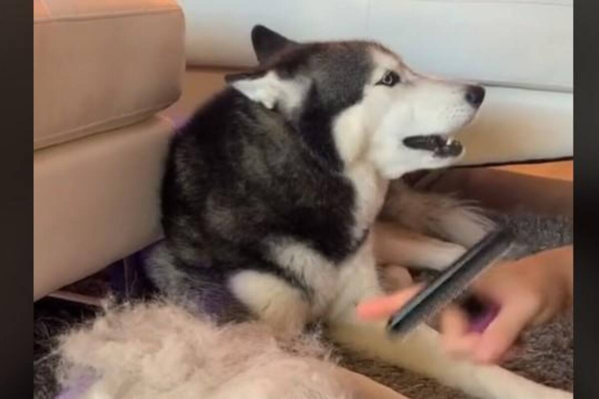 Mascota "conversa" con sus dueños