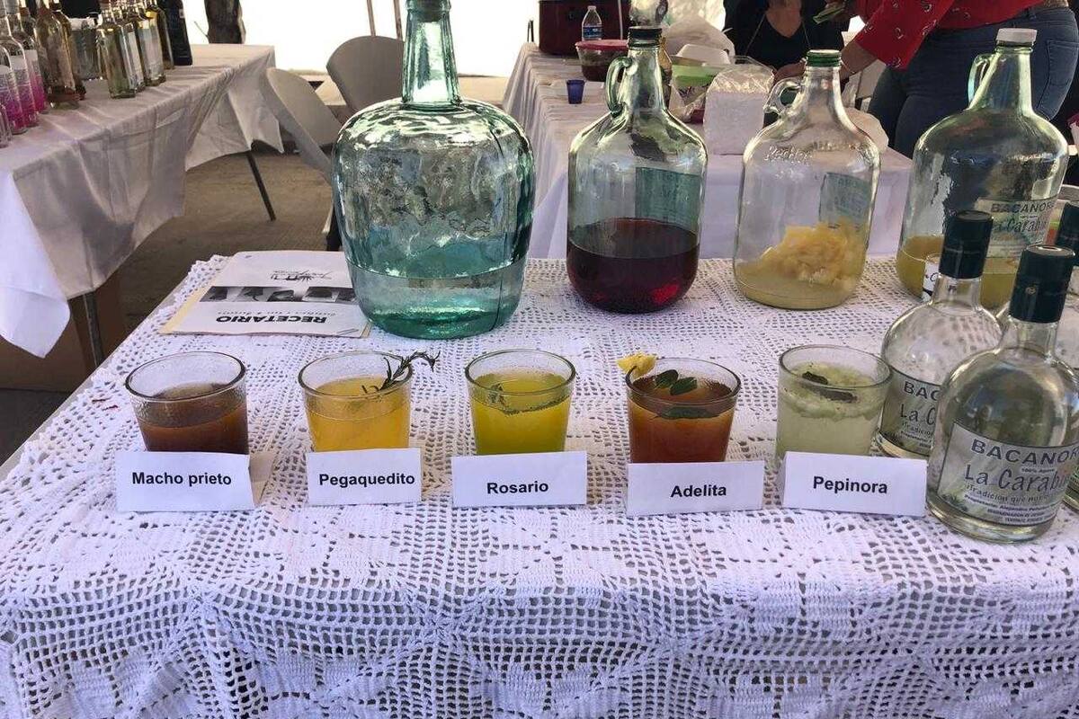 El bacanora: tesoro de Sonora