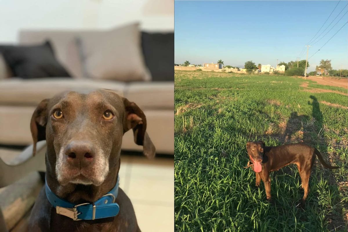 Otra mascota extraviada por pirotecnia; dueños urgen acciones en Cajeme