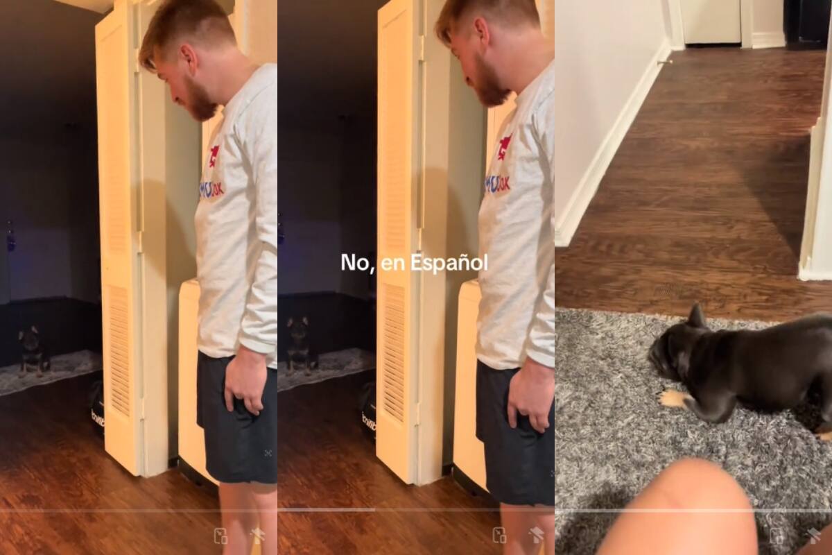 Este perro se vuelve viral por sólo hacerle caso a sus dueños cuando le hablan en español