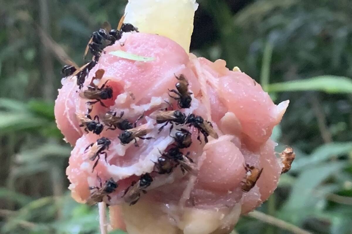 Especie carnívora de abejas evolucionó hasta obtener un diente extra