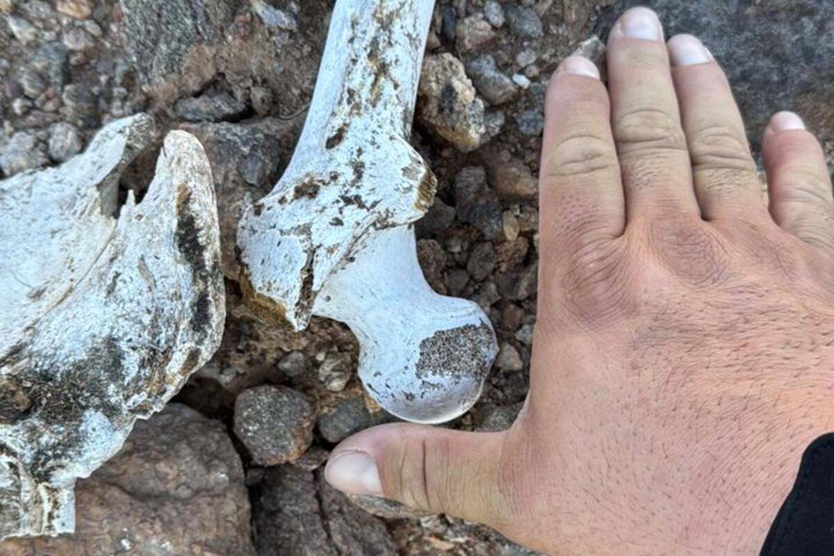 Hallan restos óseos humanos en la Sierra Cucapá