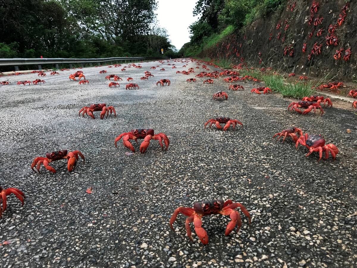 Cangrejos rojos en migración hacia el océano en la Isla de Navidad, Australia, en captura de pantalla tomada de video publicado en redes sociales.
Parks Australia vía REUTERS