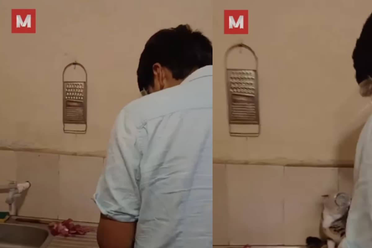 Joven y su gato se vuelven virales por curioso invento “antilágrimas” para cortar cebolla