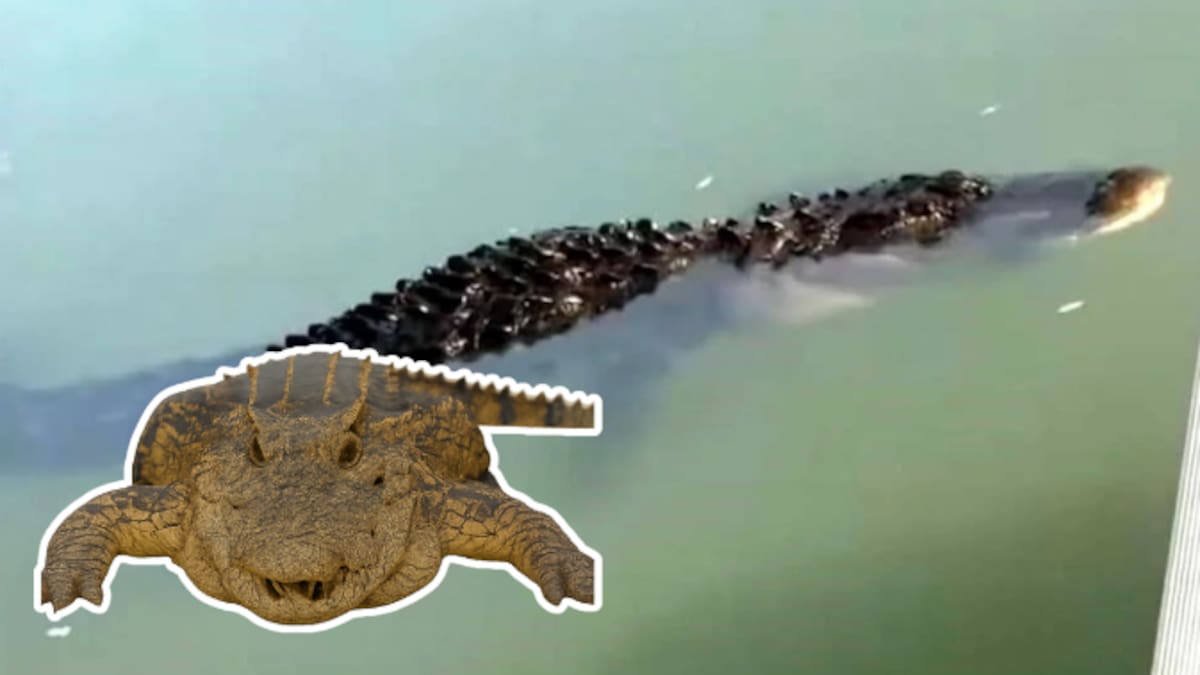 Captan enorme reptil en el Río Bravo: posible cocodrilo aparece cerca de Eagle Pass y revive temores fronterizos