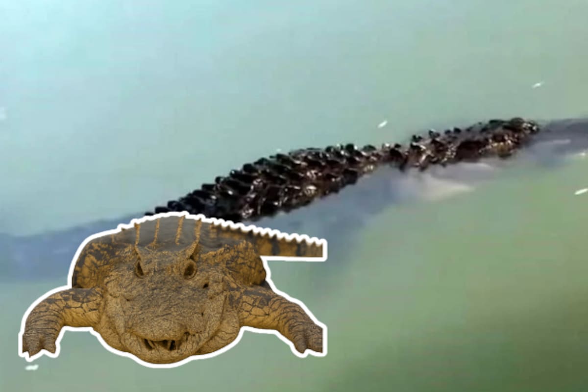 Captan enorme reptil en el Río Bravo: posible cocodrilo aparece cerca de Eagle Pass y revive temores fronterizos