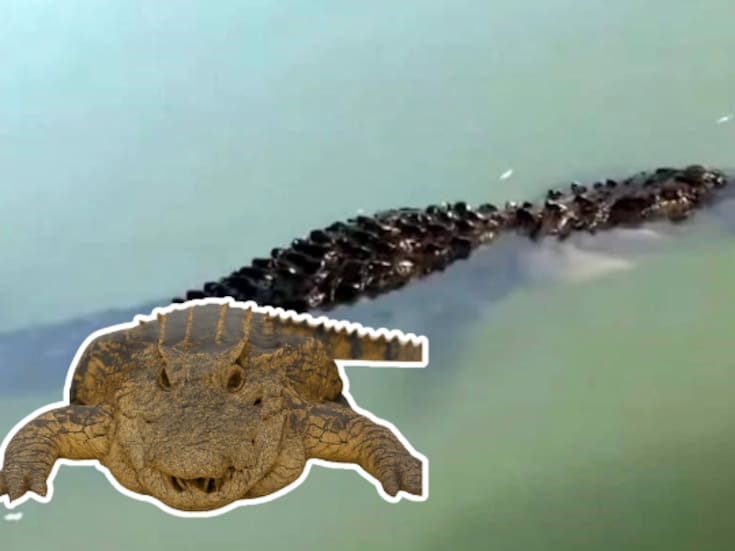 Captan enorme reptil en el Río Bravo: posible cocodrilo aparece cerca de Eagle Pass y revive temores fronterizos