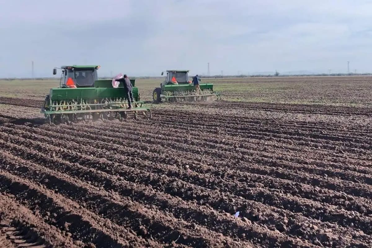 Retroceso en la producción agropecuaria en 2024: se incumple meta de 300 millones de toneladas de producto