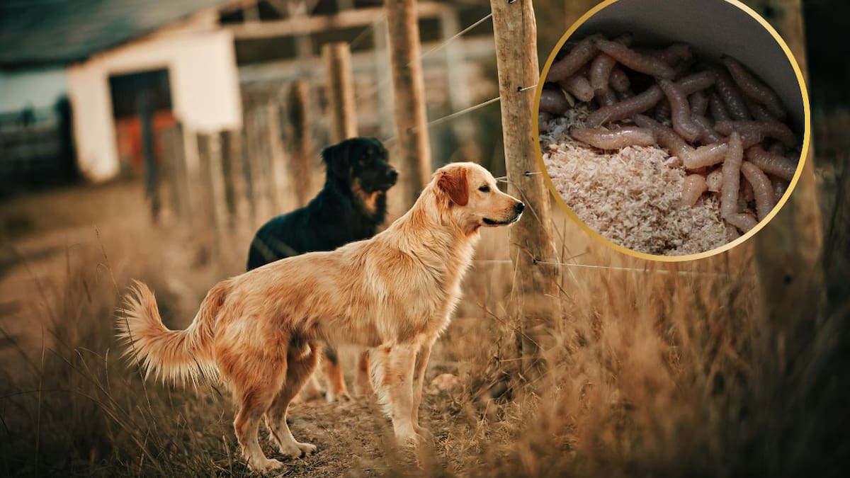 Detectan el primer caso de gusano barrenador en la CDMX, en un perro dóberman con una herida en la oreja en la alcaldía Tlalpan
