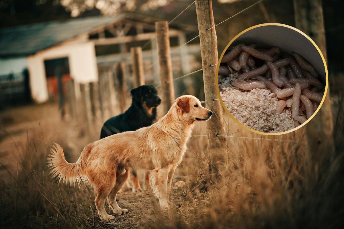 Reportan 9 casos de gusano barrenador en perros domésticos, de acuerdo con reporte del Sistema Mundial de Información Zoosanitaria