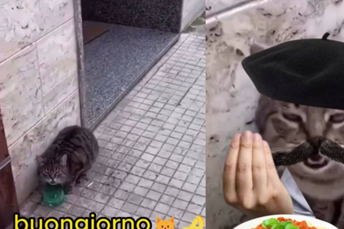 Gato callejero se vuelve viral en internet por hablar en italiano