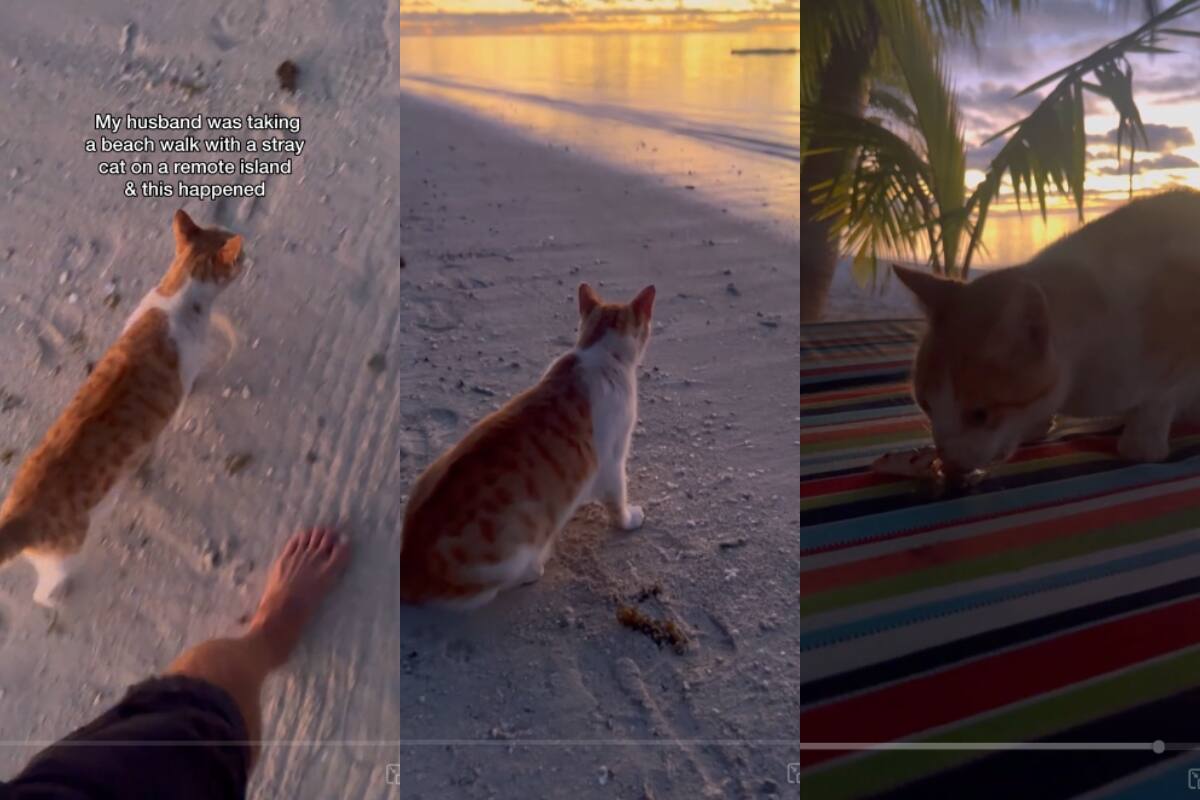 Gato salvaje sorprende a un hombre al atrapar a un pez en la orilla de la playa (VIDEO)