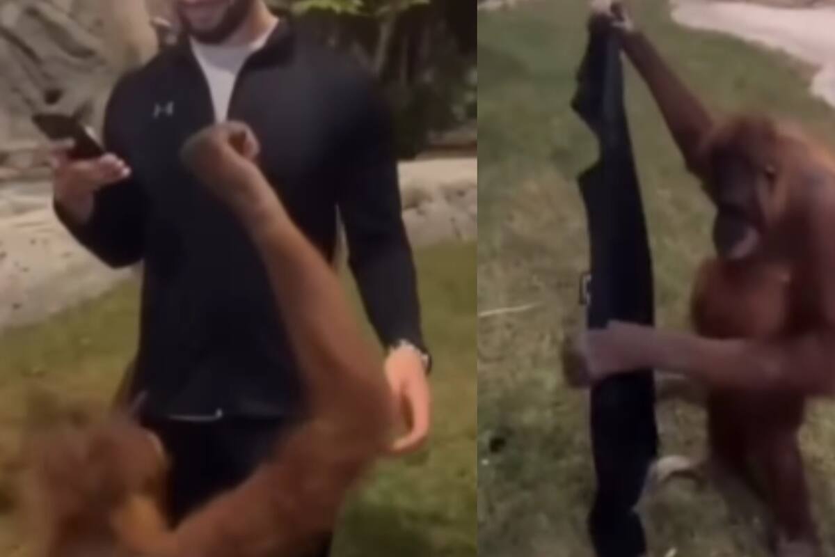 Un orangután le quita la chamarra a un hombre para después ponérsela él mismo