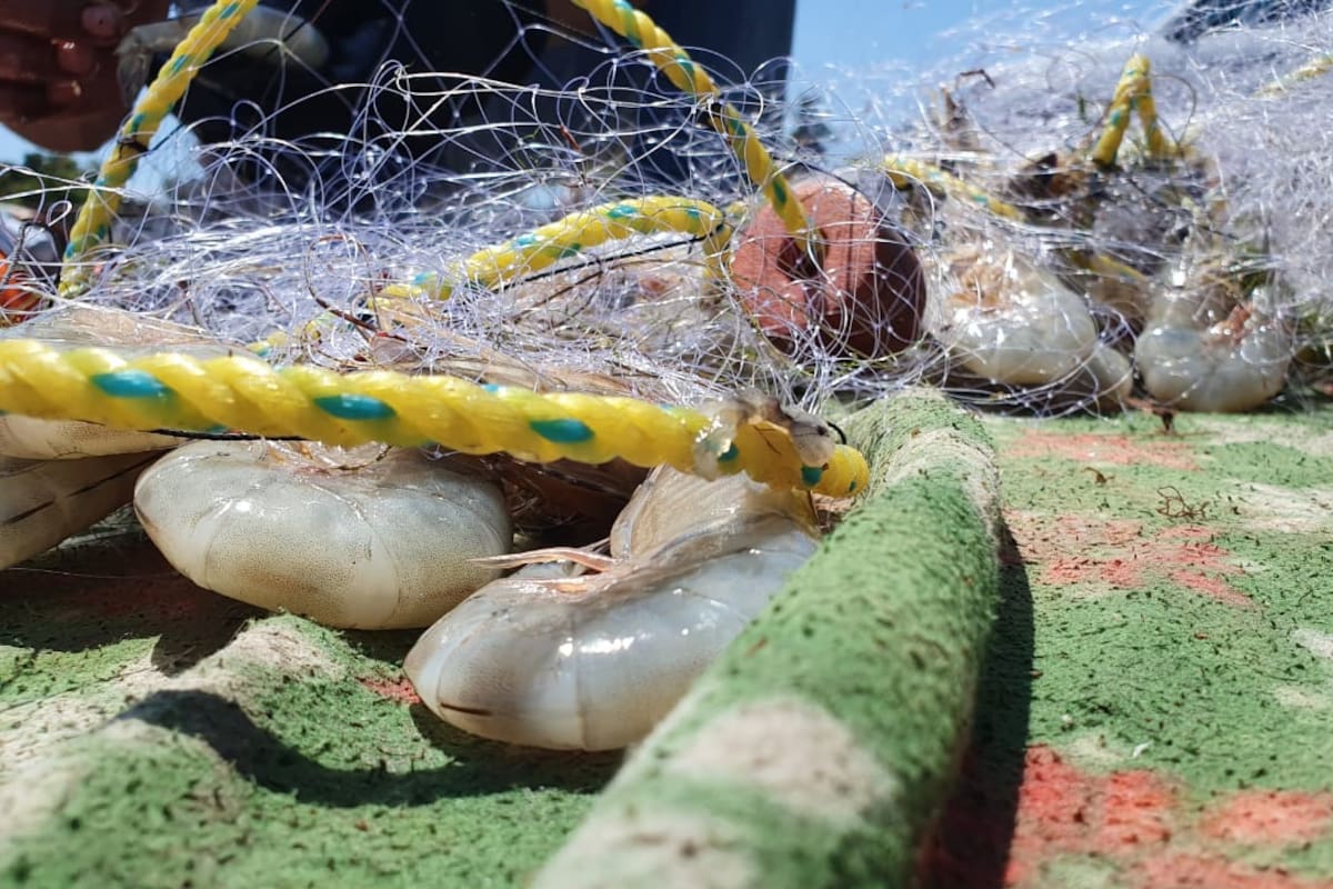 Pescadores de Sonora se mantienen contra viento y marea en la captura de camarón