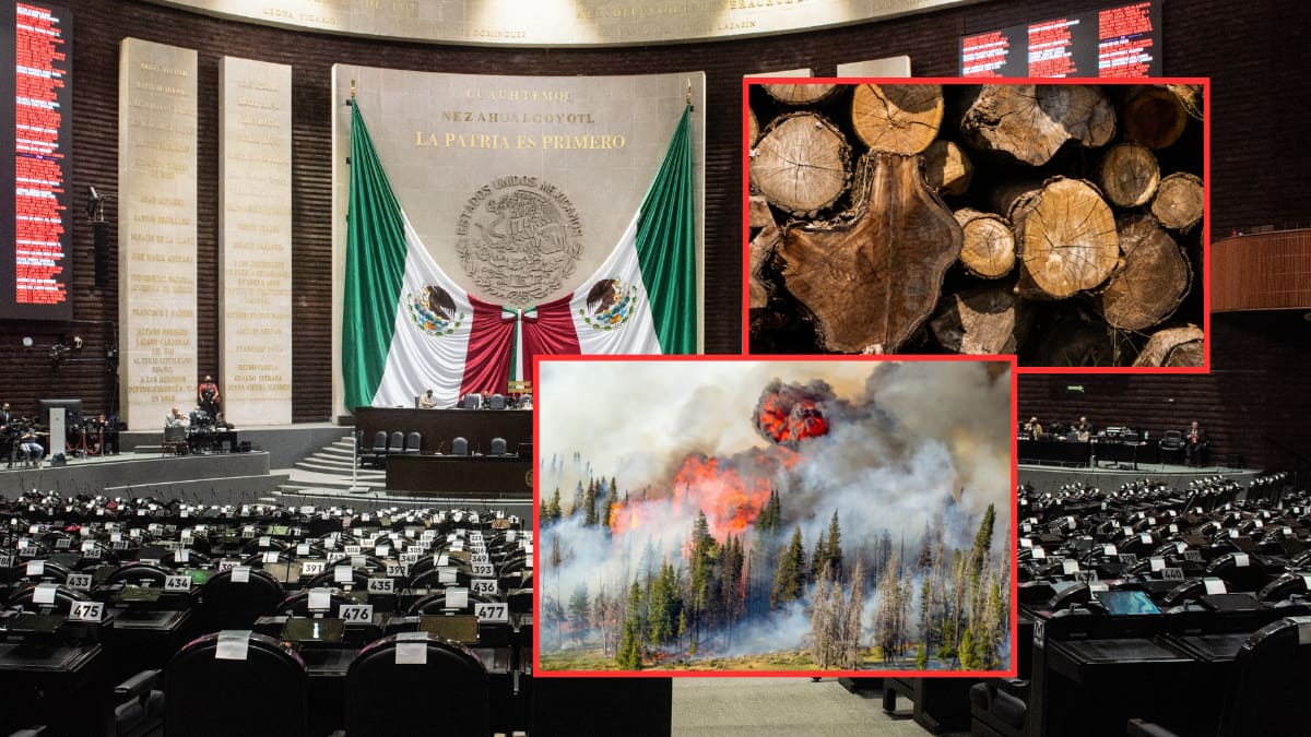 Reforma ambiental en riesgo de congelarse hasta 2027: Diputados frenan cambios del Senado en penas contra delitos como la tala clandestina, el tráfico de especies protegidas y el manejo de sustancias peligrosas