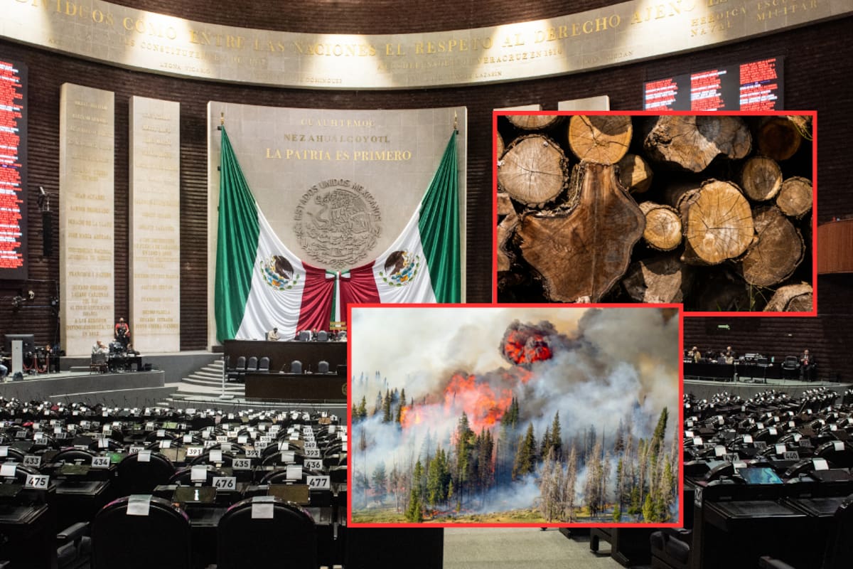 Reforma ambiental en riesgo de congelarse hasta 2027: Diputados frenan cambios del Senado en penas contra delitos como la tala clandestina, el tráfico de especies protegidas y el manejo de sustancias peligrosas