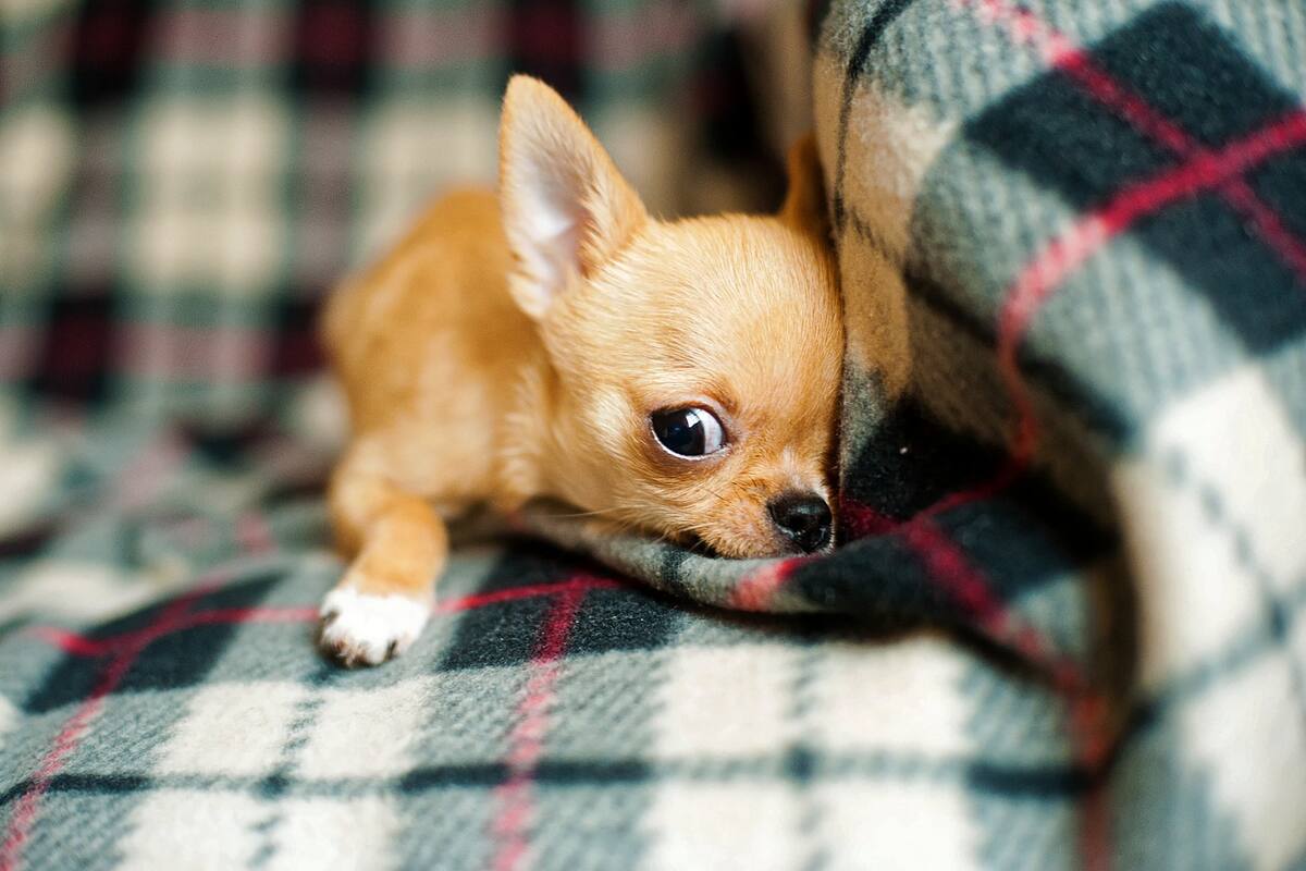 Esta es la leyenda más popular sobre los perros chihuahuas, según ChatGPT