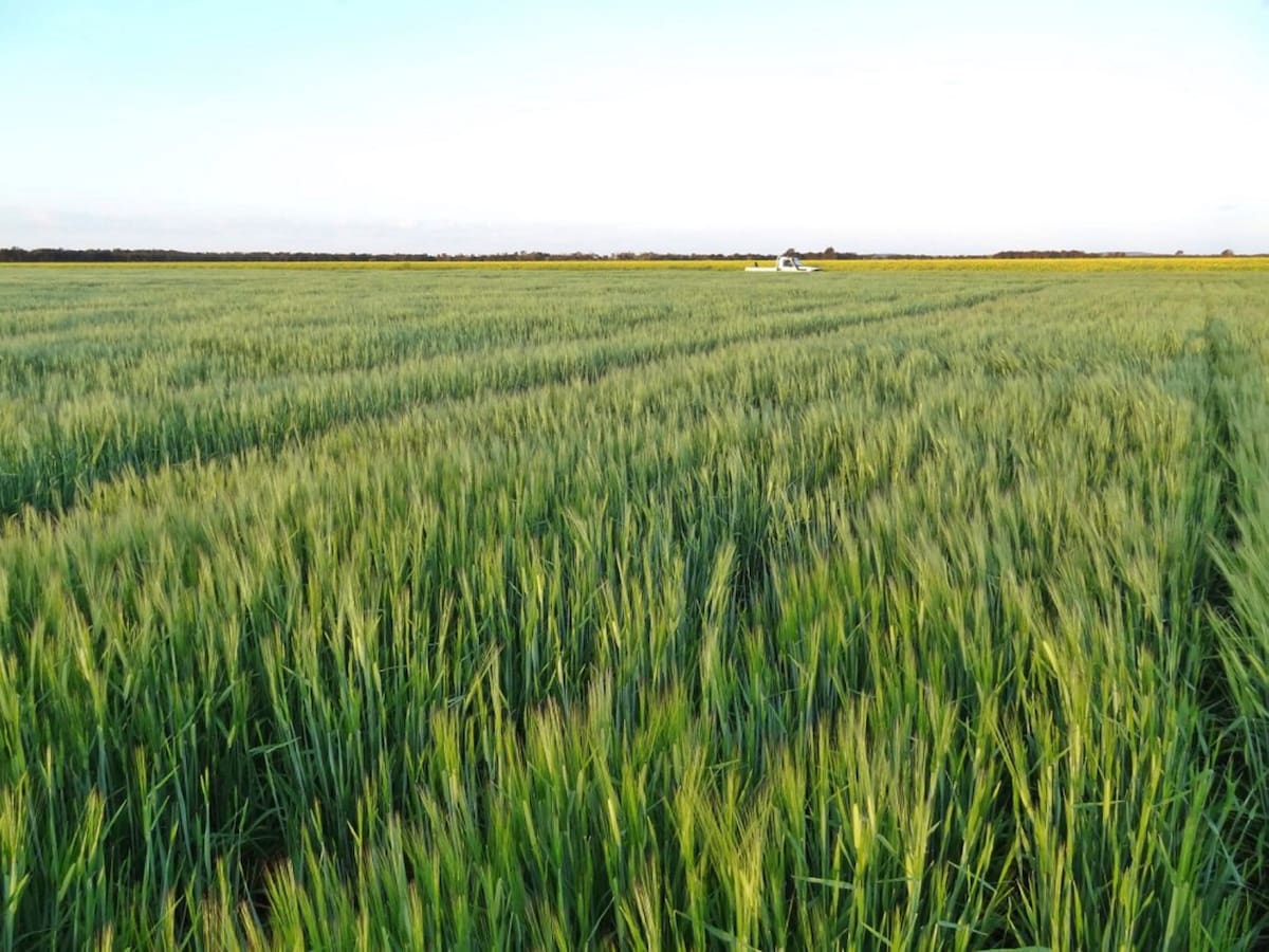 Cultivo de cebada
NOTIMEX/FOTO/GOBIERNO DE CHIHUAHUA/COR/EBF/