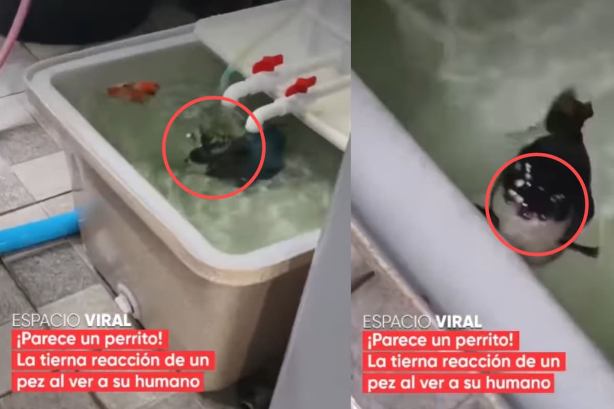 “Parece un perrito, es adorable”: Mujer muestra el curioso comportamiento de su pez y enamora a las redes